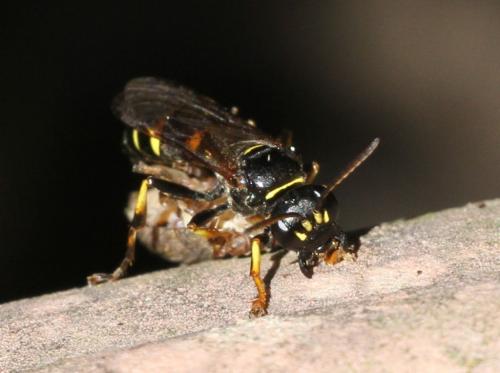 Réf. 185 316 : Gorytes planifrons